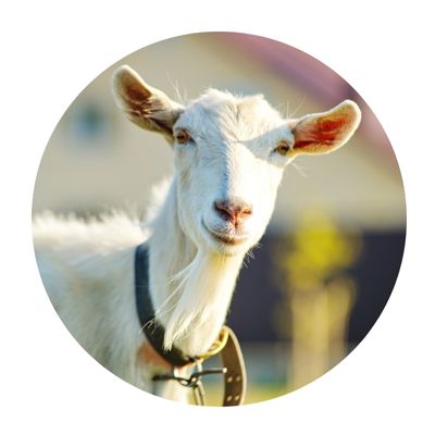 projetos de ovinos e caprinos