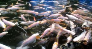 tilapia em sistema de recirculação de água