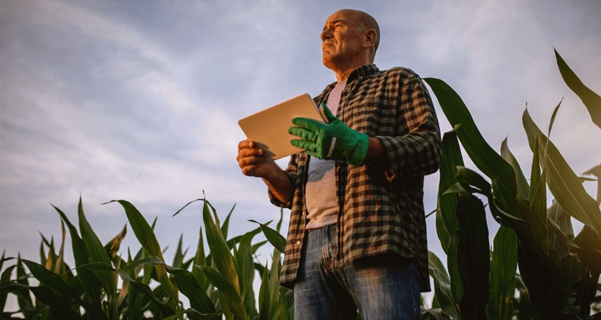 Aumento de produtividade na fazenda