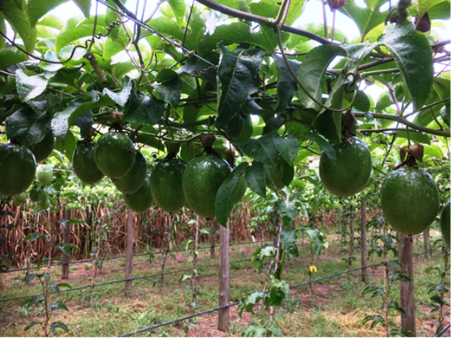 projeto de irrigação em maracujá