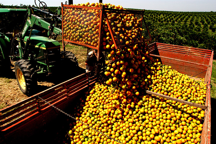 colheita de laranja