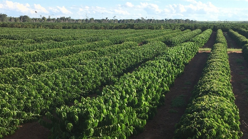 irrigação localizada de café