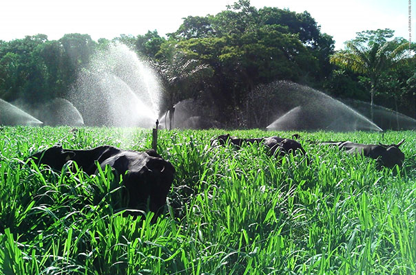 projeto de irrigação de pastagem